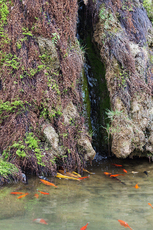 龙门石窟彝河中的金鱼