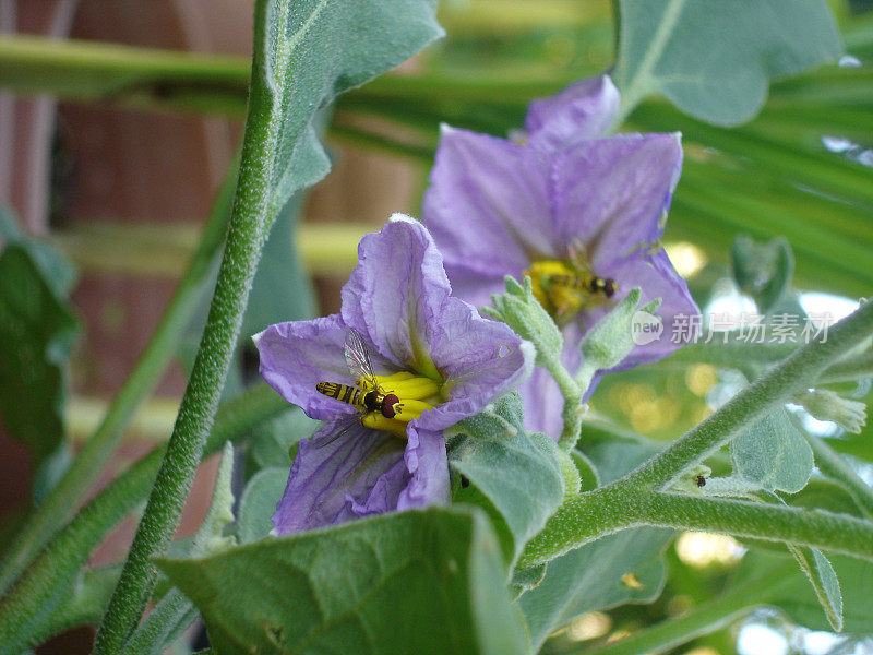 紫花上的蜜蜂