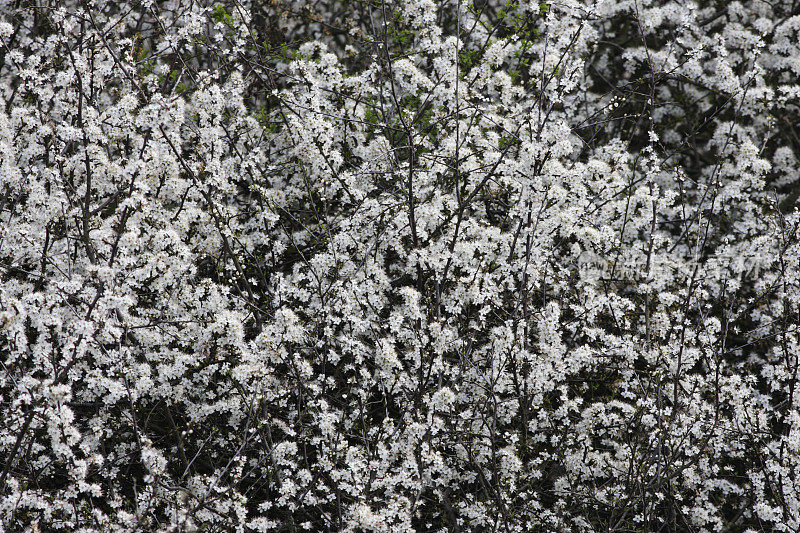 5月开花4月刺李木