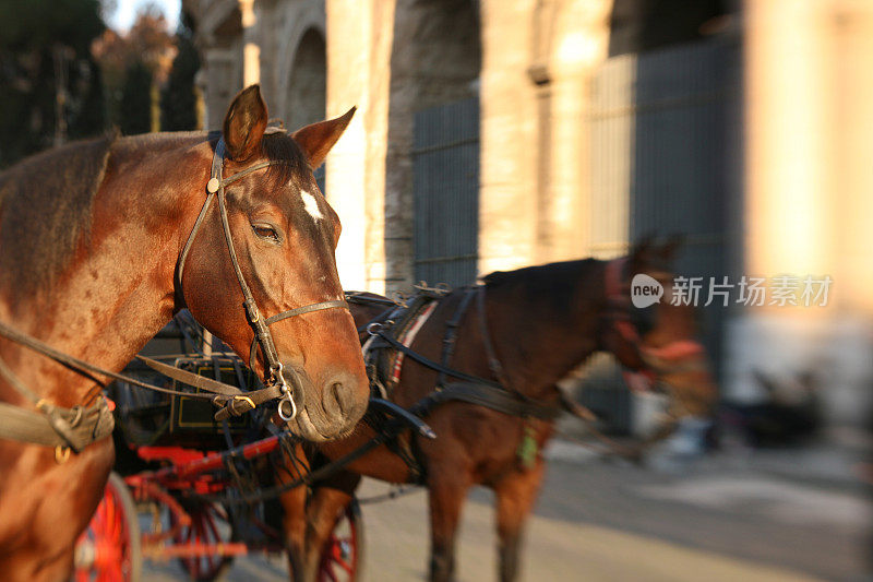 罗马斗兽场外的旅游马车