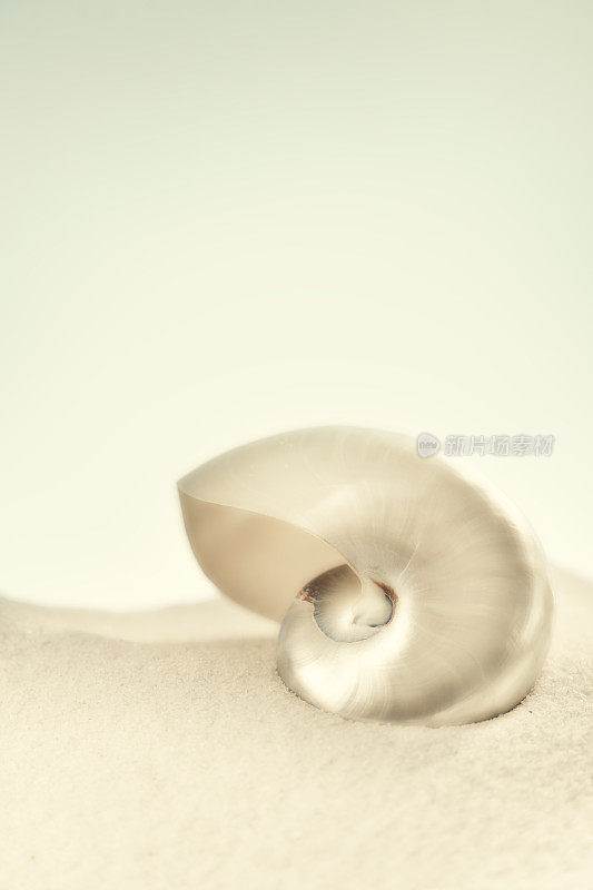 海滩上的鹦鹉螺壳