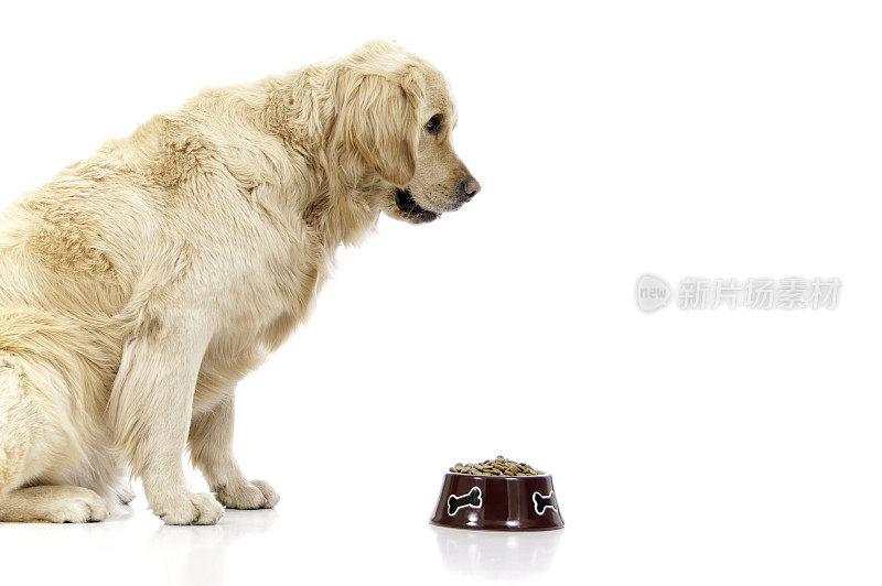 金毛猎犬与食物盘