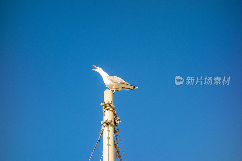 海鸥