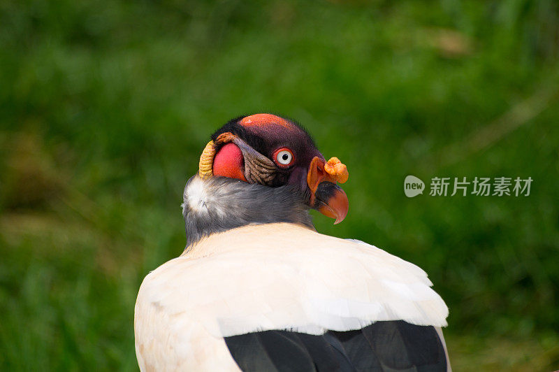 美国秃鹰王