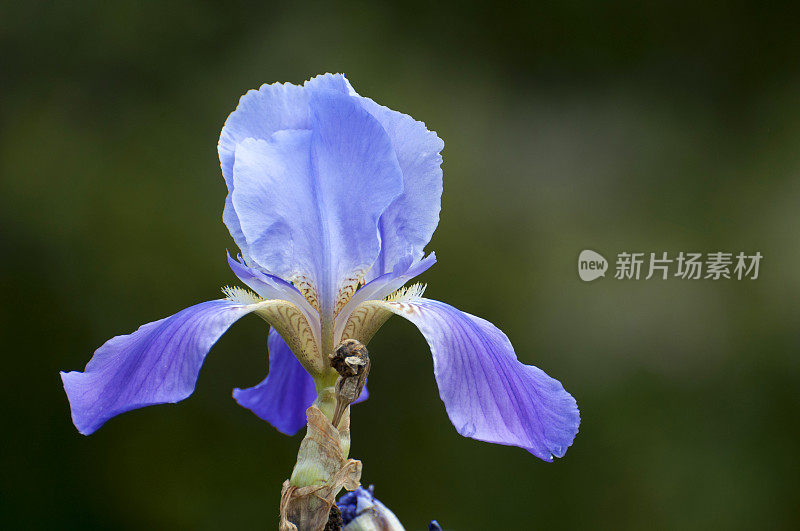 野生兰花