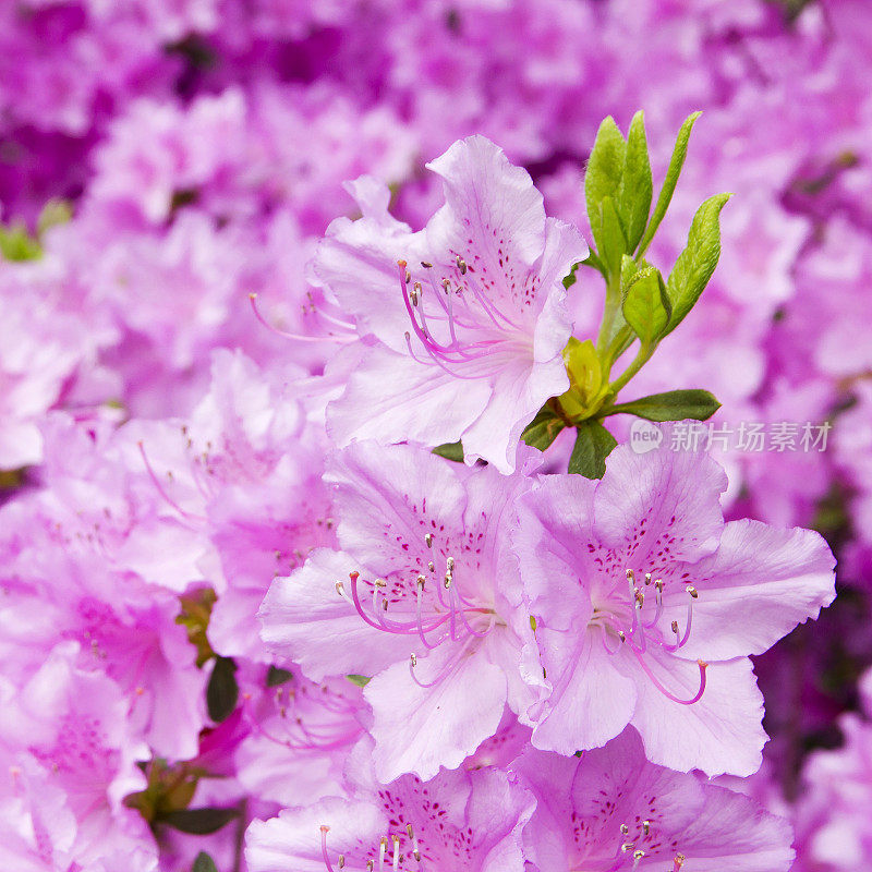 杜鹃花杜鹃粉红色