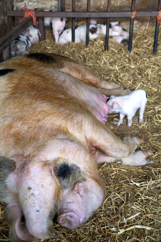 格洛斯特老斑点母猪和她的窝