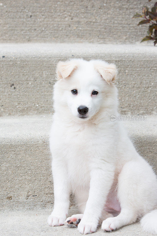 小狗萨摩耶坐在室外水泥台阶上