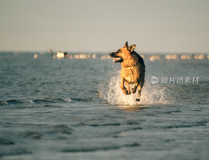 行动中的德国牧羊犬