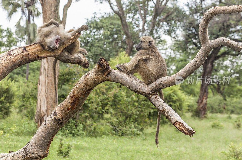 赞比亚，两只恰马狒狒在树干上休息