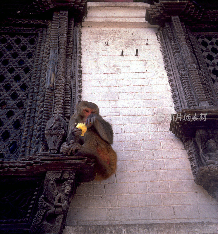 猴子庙，加德满都，尼泊尔