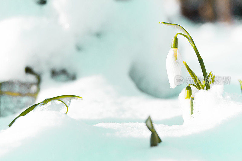 雪花莲是春天的使者