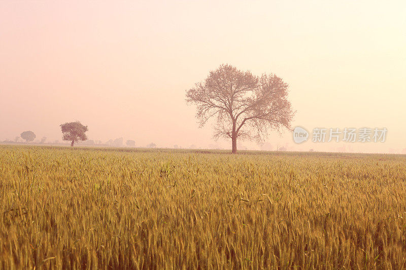 小麦在晚上