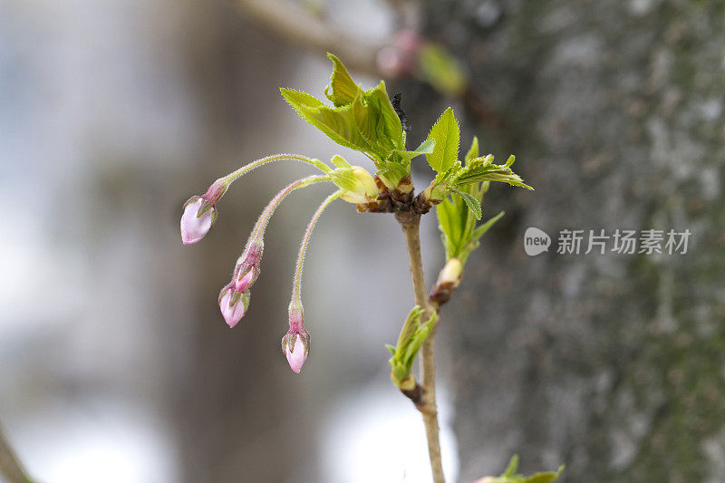 樱花树发芽宏