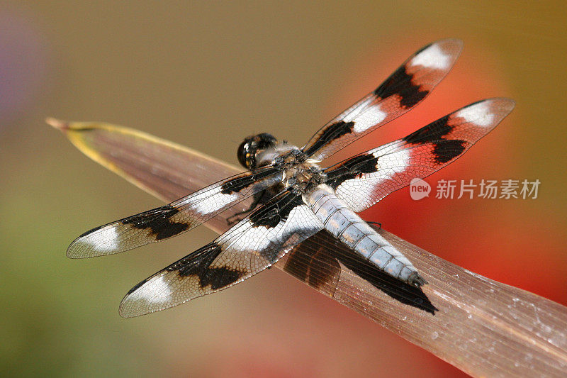 除油船蜻蜓