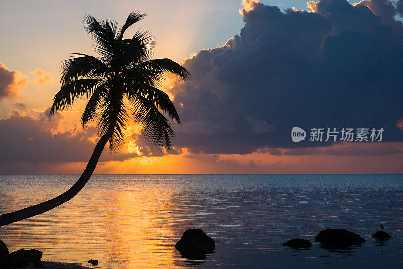 热带天堂与棕榈树风景日出