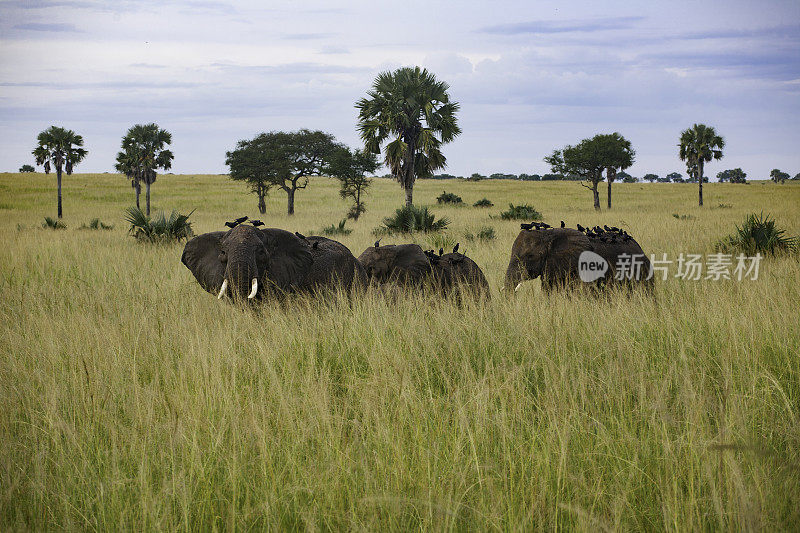 大象穿越大草原