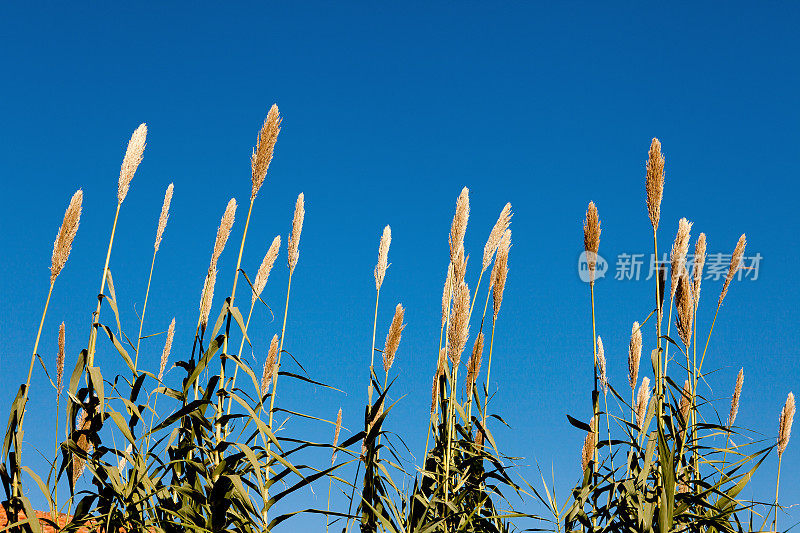 冲天空蓝