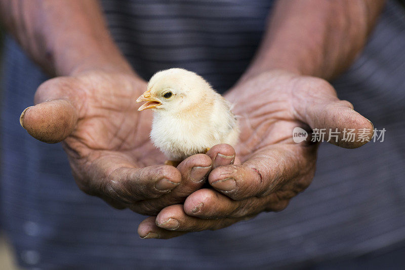 可爱的小鸡