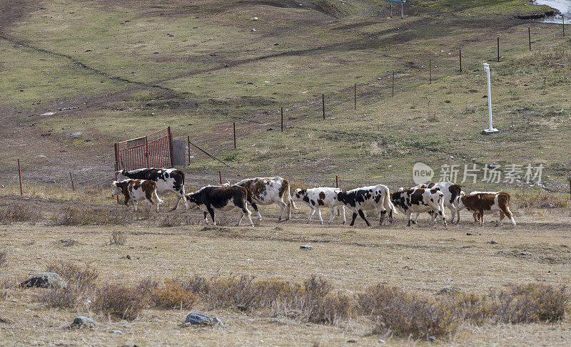 中国新疆喀纳斯湖的牛群
