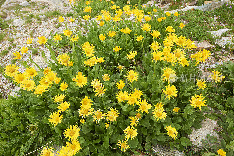 麂Ragwort