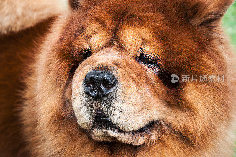 狗的肖像-松狮犬