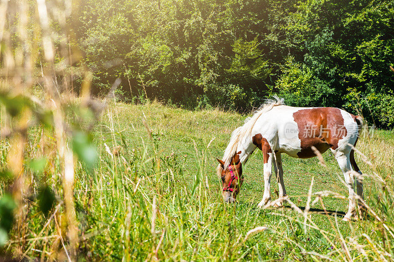美丽的棕白色单马动物在法国野生大草原中未经栽培的植物茎在夏季阳光下生长