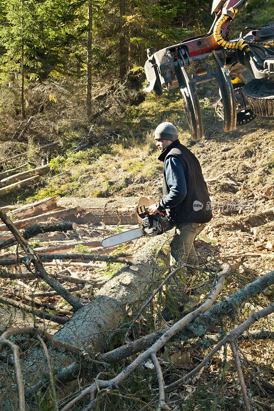 林业工人用电锯锯断树枝