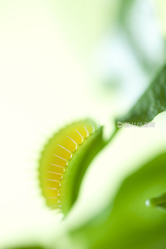 食虫植物