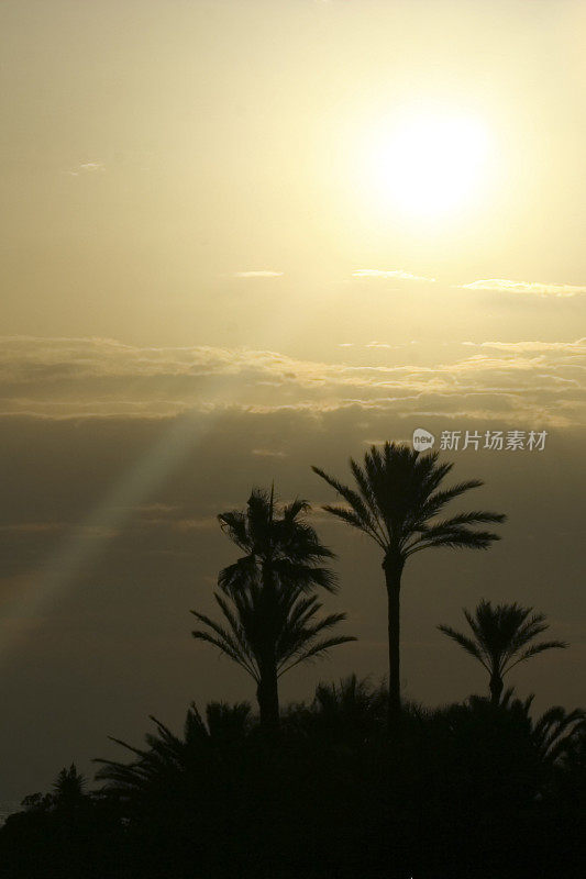 日落景观与棕榈-地中海