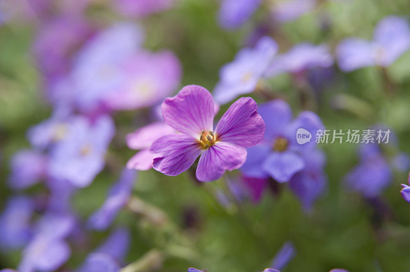 紫水芹