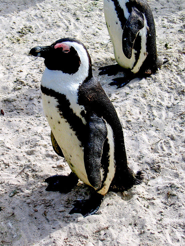 南非西蒙斯镇海洋保护区的蠢企鹅