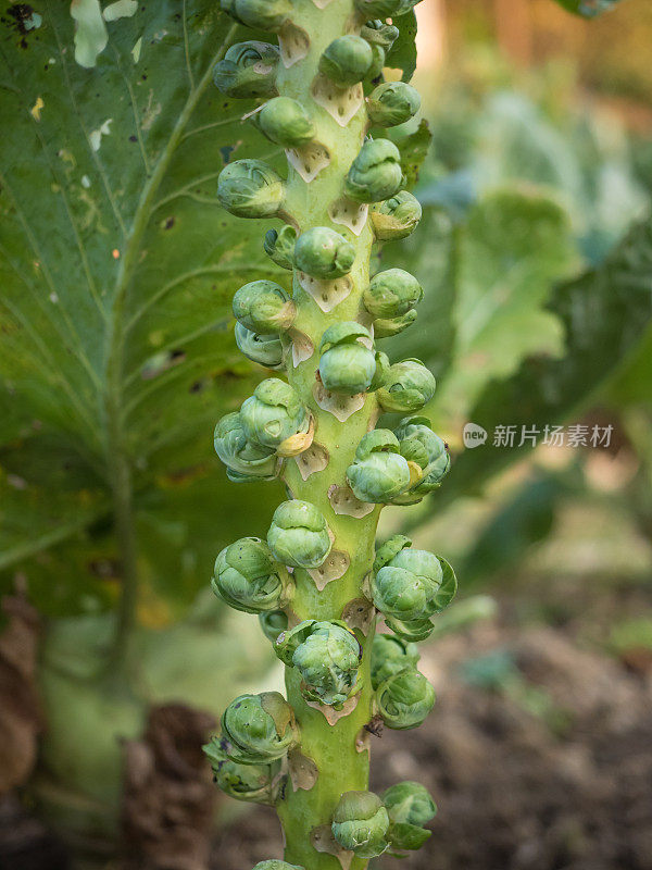 球芽甘蓝在花园里发芽