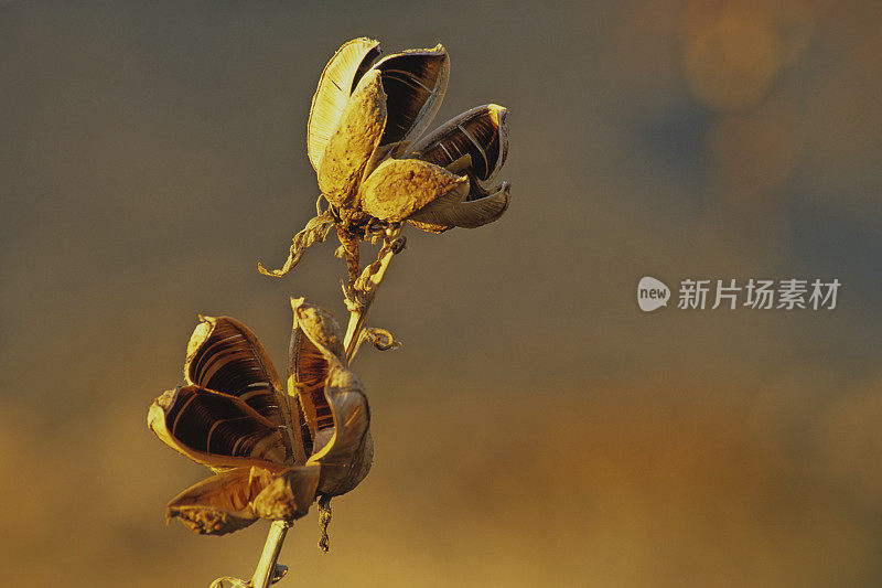 丝兰的细节