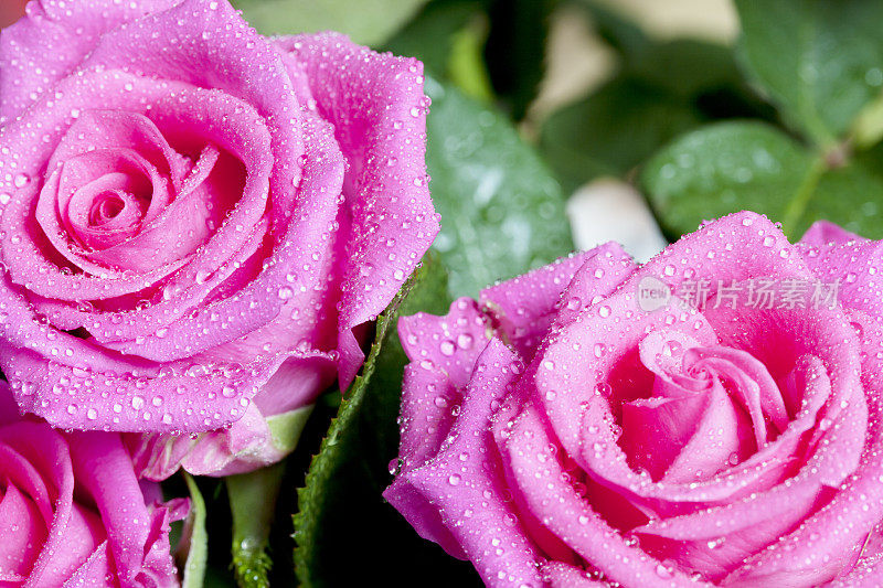 带雨滴的粉红玫瑰