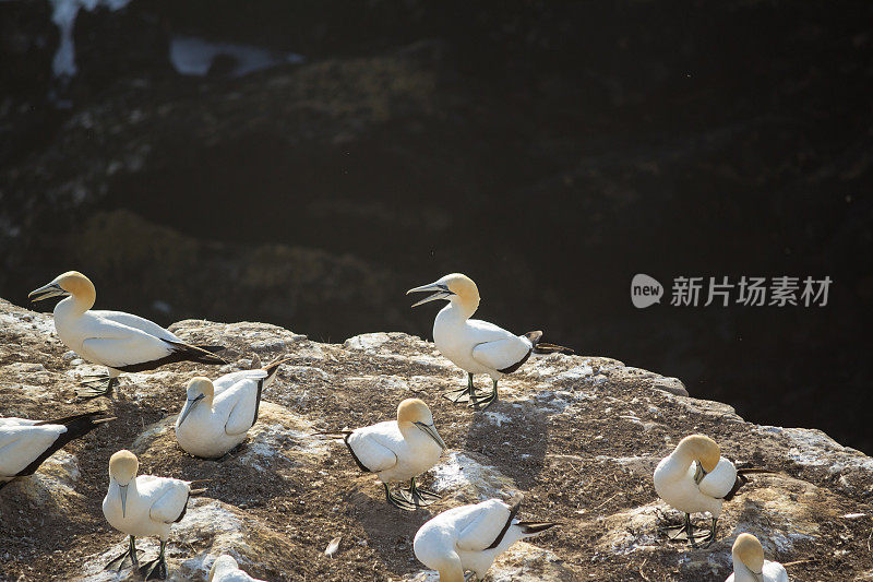 穆里瓦塘鹅殖民地的塘鹅