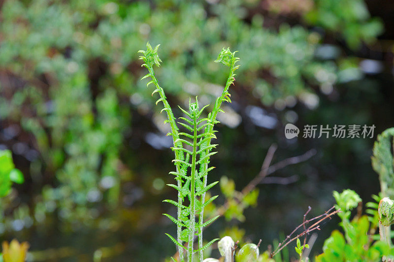 蕨类植物芽