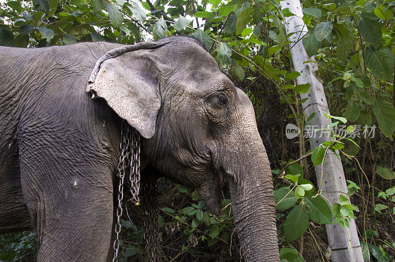 大象残酷囚禁泰国链