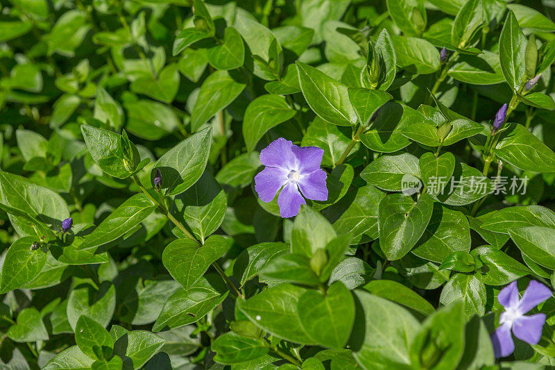 紫色的野花