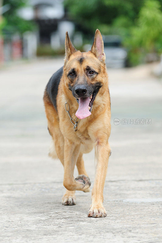 德国牧羊犬