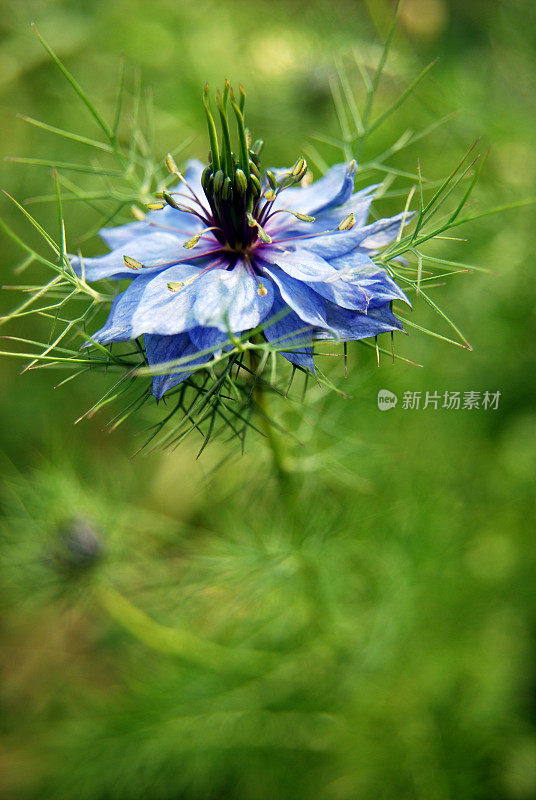 绿色背景下的蓝色Nigella