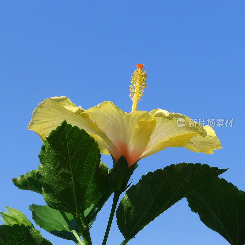 黄色的芙蓉花