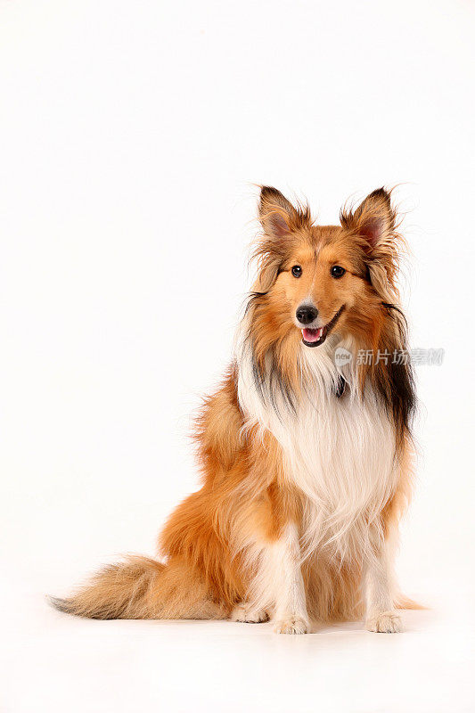 成人Sheltie