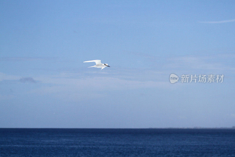 海鸟飞过海洋