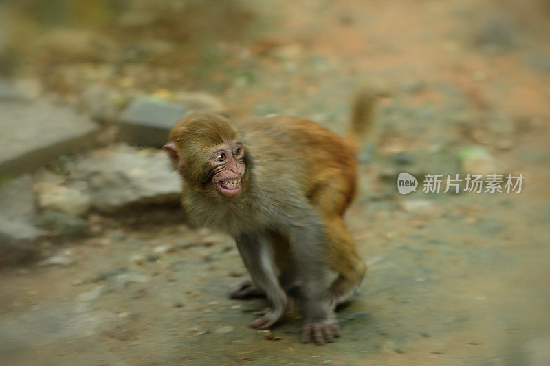 颤抖的猕猴