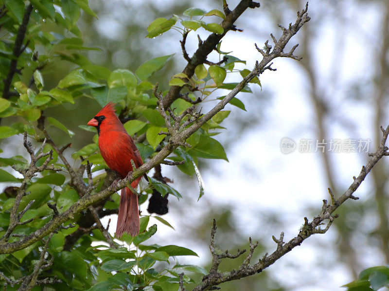 梨树上的红色雄鸟
