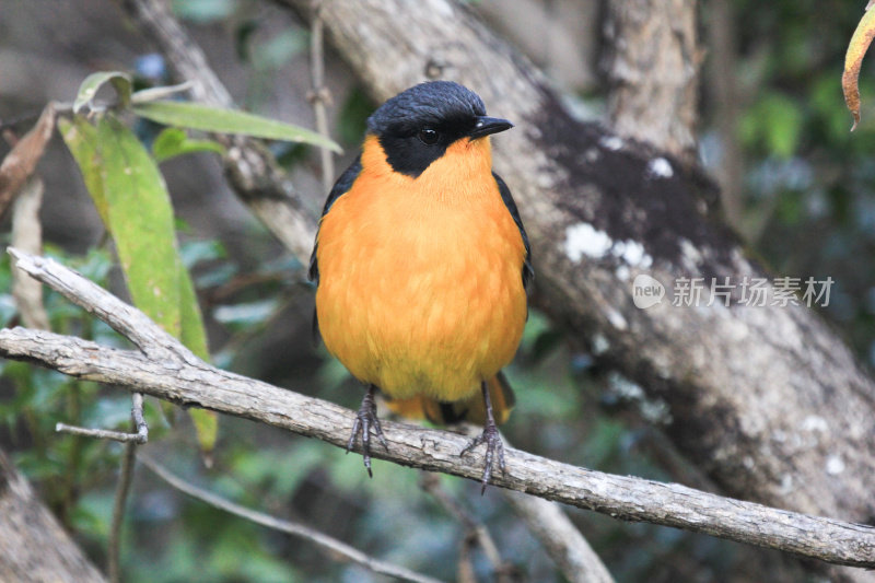 南非纳塔尔皇家国家公园唱诗班的知更鸟聊天