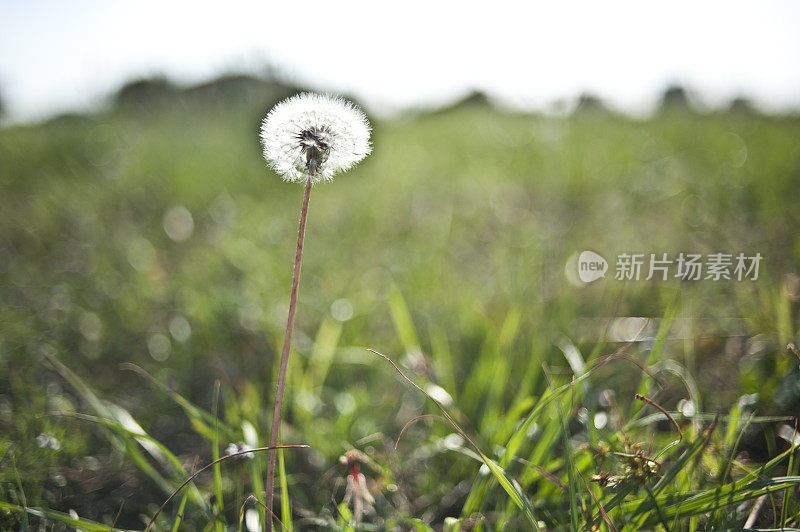 蒲公英的种子荚