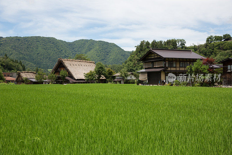 稻田