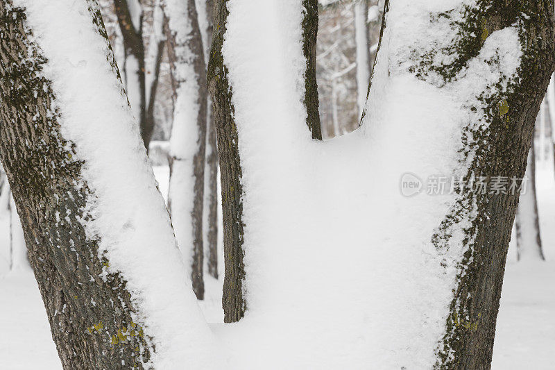 树干被雪覆盖